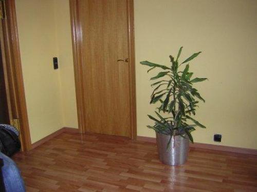 Zona: LA PAU (32.000.000 Pts.) Muy buen estado. Suelo de