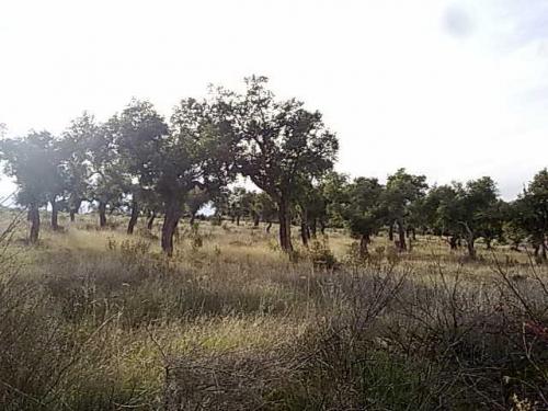 8 hectáreas de alcornoque en Portezuelo, Cáceres.