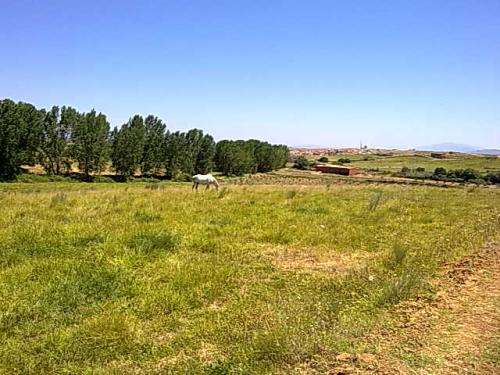 2 Parcelas de regadio en Holguera, Cáceres.