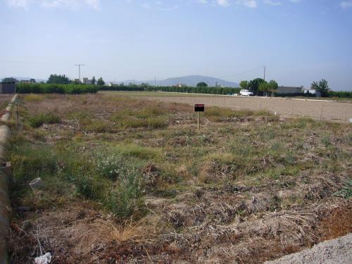 VENTA DE PARCELA EN EL ESCORRATEL - ORIHUELA