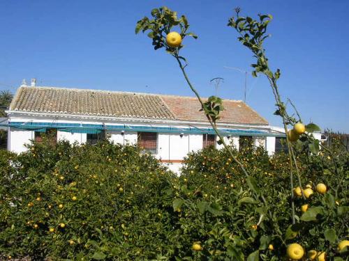 Casa de campo con 5.000 m2 de huerto san javier