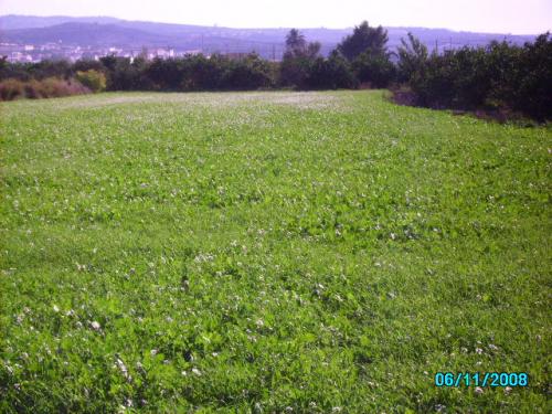 ROSNELY VENDE PARCELA DE 2.900M² EN MOLINS