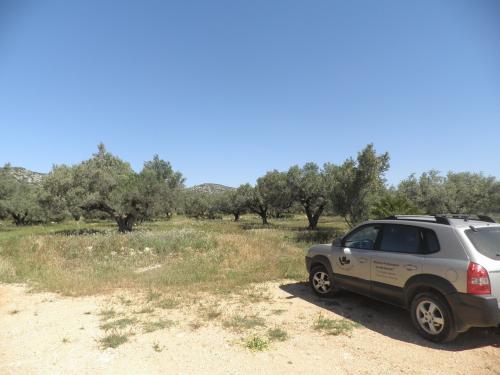 FINCA RUSTICA DE OLIVOS Y CEREALES