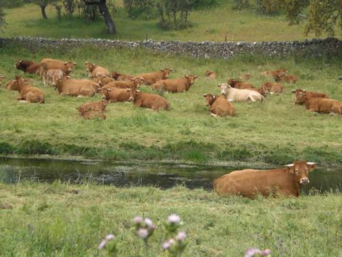 CÓRDOBA compra-venta de fincas rusticas en el valle de los pedroches ANDALUCIA