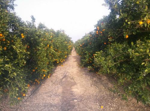 FINCA NARANJOS 27 HANEGADAS 69.000 €