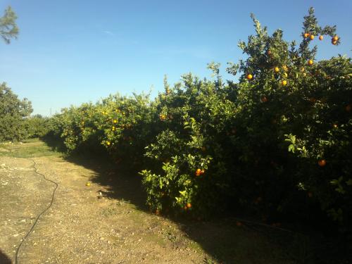 FINCA NARANJOS 39 HANEGADAS 106.500 €