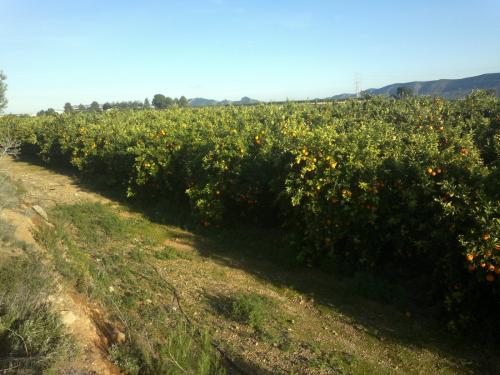 FINCA NARANJOS 12 HANEGADAS 37.500 €