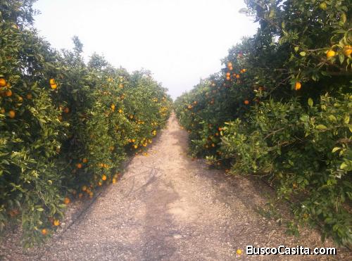 FINCA NARANJOS NAVELINA 38 HG CON CASETA APEROS 60 M2 EN EN MONTESA