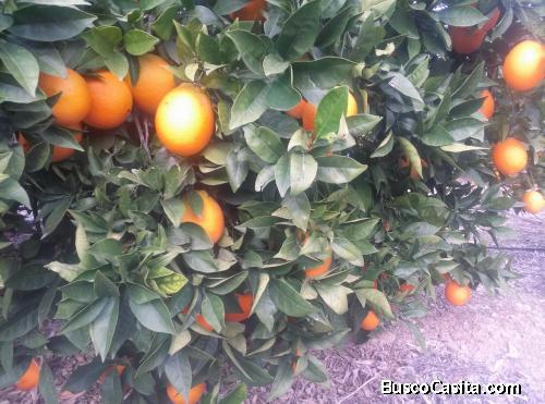 FINCA NARANJOS  CON CASA APEROS